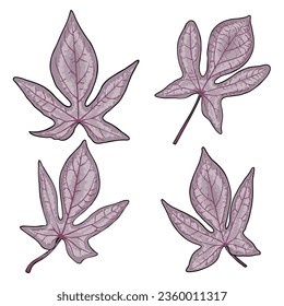 Conjunto de hojas de parra de batata. Plantas dicotiledonosas, bigote o colección matutina de hojas de gloria. Ipomoea batatas Vegetable Yam utiliza la decoración y la comida. Vector.