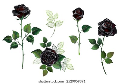 Set of symbolic, artistically drawn black roses with green stems and leaves on white background. Black rose.