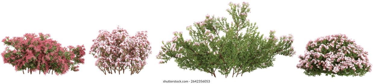 set of Syringa meyeri,Korean lilac plants on transparent background