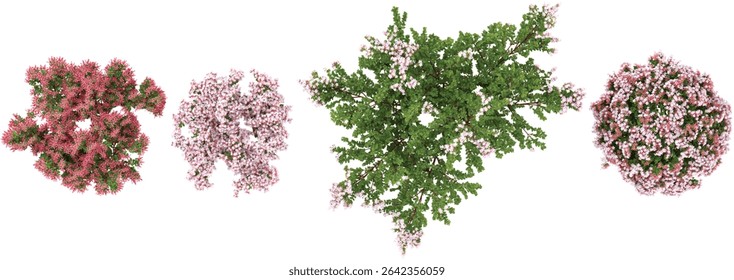 set of Syringa meyeri,Korean lilac plants on transparent background from he top view