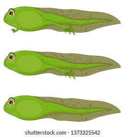 A Set Tadpole Development On A White Background