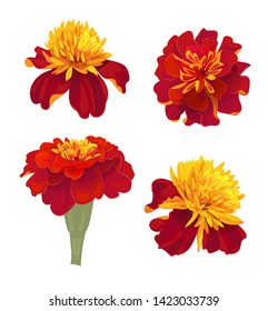 Set of Tagetes patula (French marigold). Red, orange flowers. Botanical illustration in watercolor style for Buddhist garland, Indian religion festive or for Day of dead, top view, vintage, vector