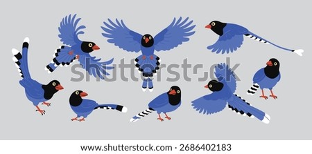 Set of Taiwan blue magpie. Urocissa caerulea in Various Flying and Standing Poses, Exotic birds of Taiwan and of Asia. Cute Blue cartoon bird. Vector flat illustration, isolated on gray background