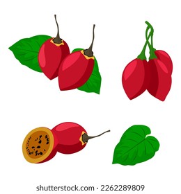 Set of tamarillo isolated on white background.
