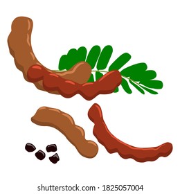 Set of tamarind, Tamarind on white background. Vector illustration