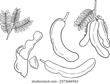 set of tamarinds in Black and white, Hand Drawn, illustration, line vector set  