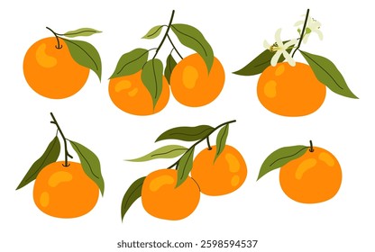 Set tangerine on branch. Citrus fruit with green leaves. Summer tropical fruit. Mandarin tree. Flat illustrations ripe mandarin.