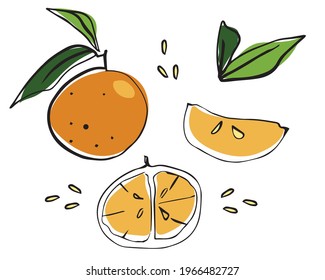 a set of tangerines, leaves, slices of citrus fruit, hand drawing in one line, with color spots, scribbles, stylized vector graphics