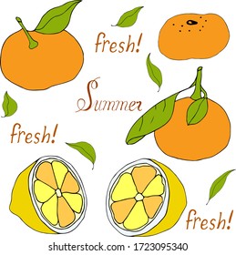 Set of tangerines and lemons for creativity  gift cards. Vector hand draw  Illustration EPS10