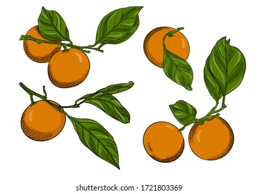 Conjunto de mandarinas sobre ramas con hojas. Colección de cítricos. Estilo Doodle. El dibujo está hecho a mano y aislado en blanco. Dibujo de esquema con sombreado y textura. Ilustración vectorial de color.