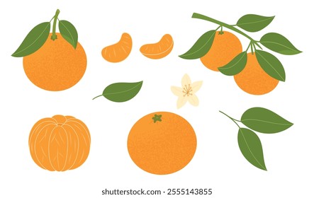 Set of tangerines, whole, slices, flowers and leaves. Hand drawn oranges, mandarin. Clip art of citrus tropical fruits. Vector illustration, flat style isolated on a white background.
