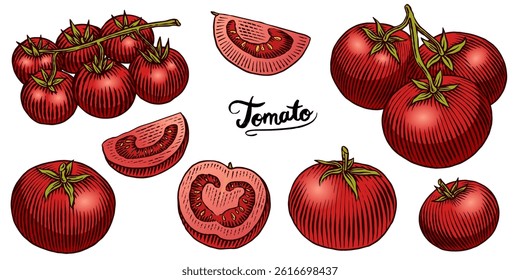 Set of tasty and fresh red tomatoes, hand drawn vegetables in engraved old traditional style. sketch or linework drawing for product or food store