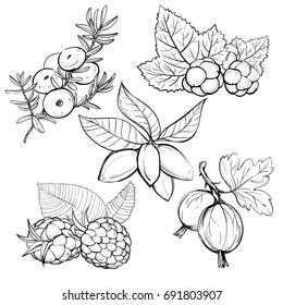 Set of tasty juicy forest berries.  Engraving botanical illustrations for tags. Vector healing wild berries sketches for labels.