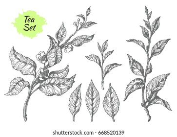 Set of tea bush branches with leaves and flowers. Botanical drawing. Sketch, hatching. Realistic. Nature. Organic product. Vector isolated on white background eps.10