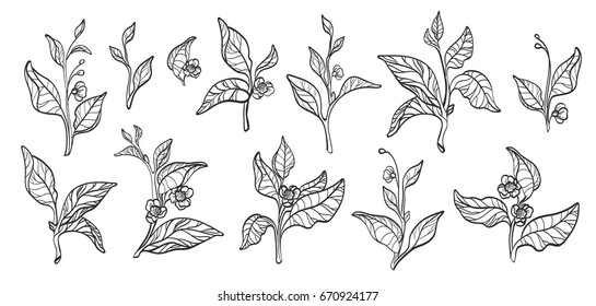 Juego de ramas de arbusto de té con hojas y flores sobre fondo blanco. Ilustración del contorno botánico. Realista. Naturaleza. Producto orgánico. Vector aislado y agrupado para fácil edición.10