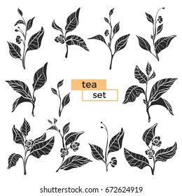 Set of tea bush branches with leaves and flowers on white background. Realistic. Organic product. Vector black silhouette isolated on white background and grouped for easy editing eps.10 