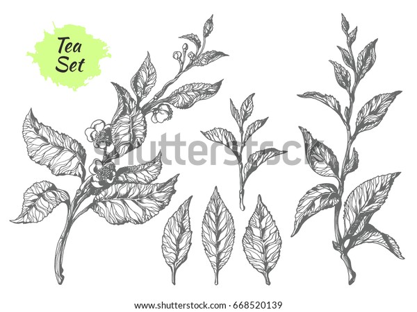 葉と花を持つ茶の枝 植物図 スケッチ ハッチング リアル 自然 有機物 白い背景にベクター画像eps 10 のベクター画像素材 ロイヤリティフリー