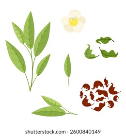 Set of tea leaves and flowers on white background. Vector illustration in flat style.