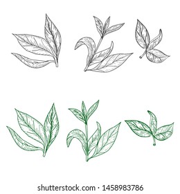 Conjunto de hojas de té sobre un fondo blanco en el estilo de grabado. Para la decoración de bodas, postales y textiles, ilustración vectorial