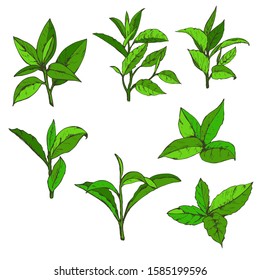 set tea leaves, sketch, vector illustration hand-drawn logo tea