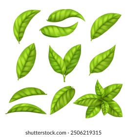 Set tea or mint green leaves and branch, element for design, advertising, packaging products.