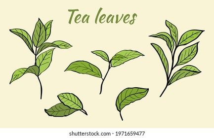 Set of tea plant branches and leaves. Silhouettes of branches and leaves of a tea bush.Skcetch of tea leaves. Botanical illustration.