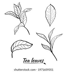 Set of tea plant branches and leaves.Silhouettes of branches and leaves of a tea bush.Skcetch of tea leaves. Botanical illustration.