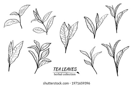 Set of tea plant branches and leaves.Silhouettes of branches and leaves of a tea bush.Skcetch of tea leaves. Botanical illustration.