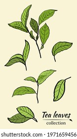 Set of tea plant branches and leaves.Silhouettes of branches and leaves of a tea bush.Skcetch of tea leaves. Botanical illustration.