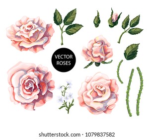 Set of tea roses, their buds and leaves isolated. Vector illustration.