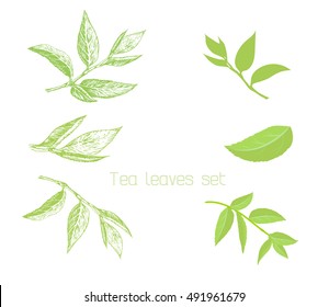 Set Of Tea Tree Leaves.