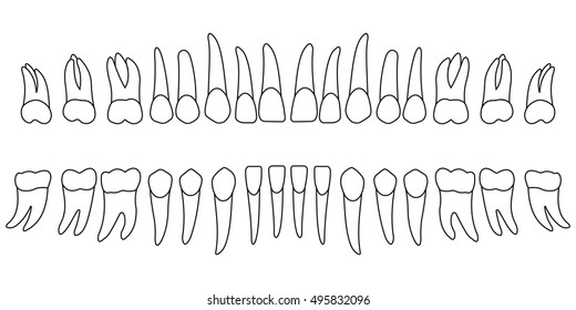 Tooth Chart Images Stock Photos Vectors Shutterstock