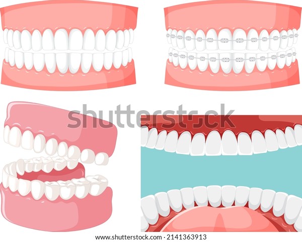 Set of teeth inside human mouth with human\
teeth model illustration