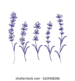 Set of template design of beautiful abstract lavender flowers. Vector illustration