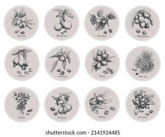 Set templates 12 type of nuts plants seeds. Composition in circle outline elements. Hand drawn illustration for design packaging label logo. Walnut cashew peanut macadamia pecan brazil nut pinenut