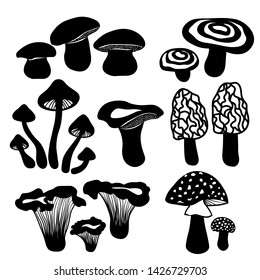 Set templates mushrooms. White mushroom, the fly agaric, chanterelles, volnushki, mushrooms, morels. For decoration and design. Vector illustration. Black mushrooms on a white background.