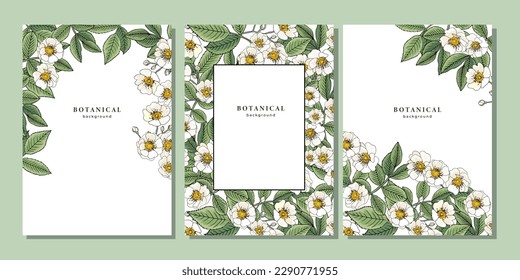 Set of templates with white wild rose flower or dog rose. Rosa canina pattern on white background. Frame design with floral elements for banner, poster, placard, flyer, cover