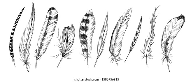 Set of ten bird feathers, ink sketch, hand drawn vector illustration