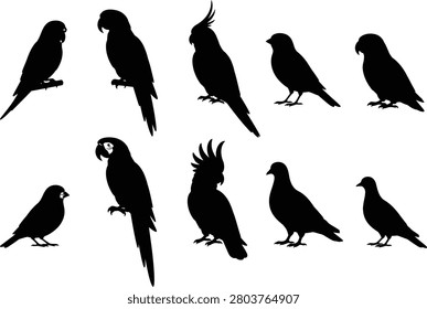 Set of ten black pet bird silhouettes featuring parrots, cockatiels, budgies, canaries, finches, pigeons, and doves in different perched and standing poses. Ideal for pet shop logos, bird care designs, stickers, Cricut, laser cutting, T-shirts, and educational projects.