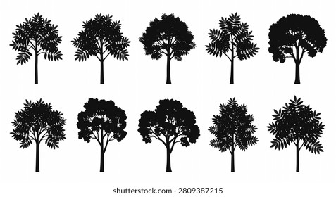 Set of ten black rowan tree silhouettes on white background. Features mountain ash varieties with detailed pinnate leaves and varied trunk shapes for vector design and nature illustrations.