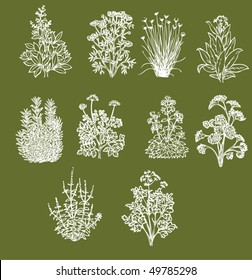 Set of ten most popular aromatic cooking herbs, including parsley, rosemary, oregano and chives