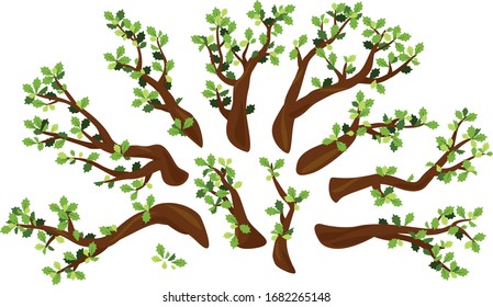 Set of ten oak branches with green leaves isolated illustration, group of different branches for tree create