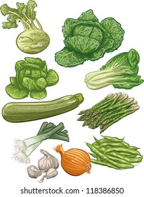 Set of ten vector illustration of vegetables (kohlrabi, kale, lettuce, diet, vegetarian, chard, spinach, zucchini, asparagus, garlic, onions, green onions)