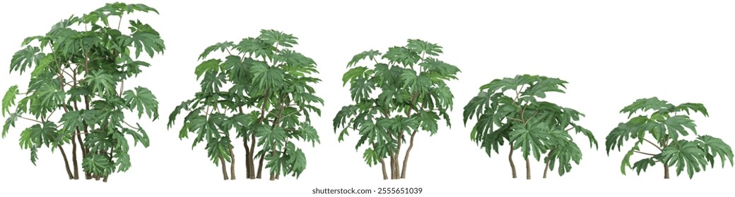 set of Tetrapanax plants on transparent background