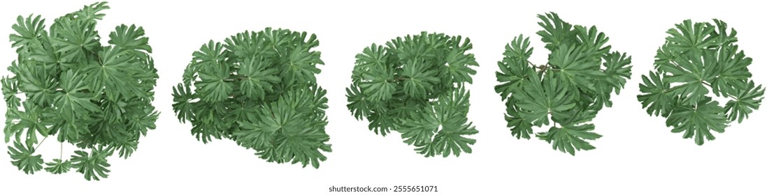 set of Tetrapanax plants on transparent background from the top view