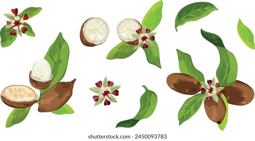 Set of Cupuaçu (Theobroma grandiflorum),or cupuassu and copoasu, leaves, flower and nut isolated on white background. Vector drawing. 