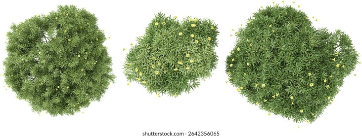 set of Thevetia peruviana plants on transparent background from the top view
