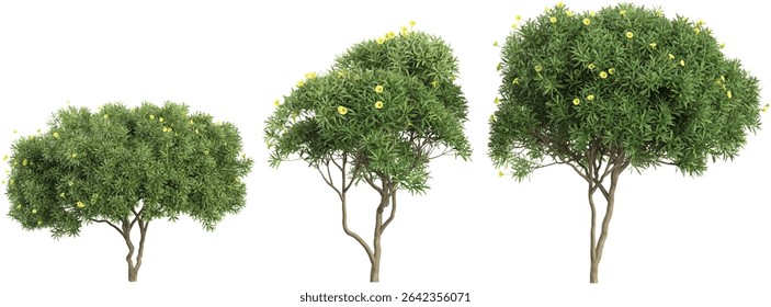 set of Thevetia peruviana plants on transparent background