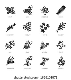 Set of thin line style herbs vector icons  svg