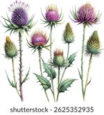 Set of thistle flower blossom hand drawn colorful classic watercolor botanical vector watercolor illustration